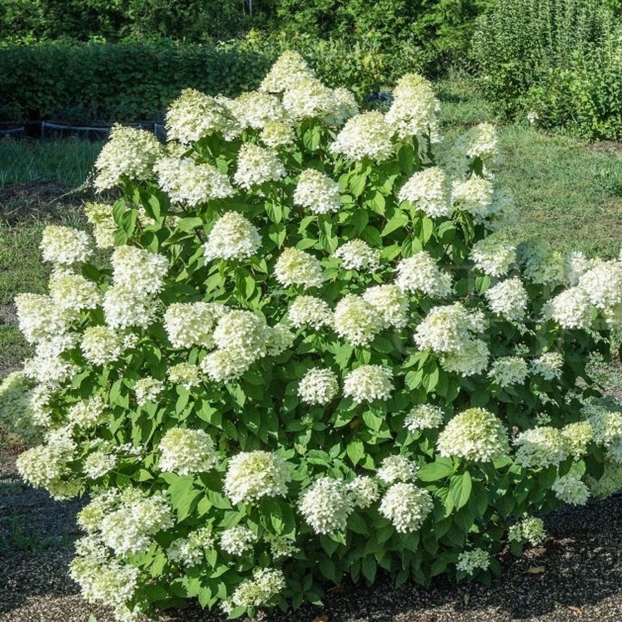 Гортензия метельчатая "Лаймлайт" Hydrangea paniculata 'Limelight'