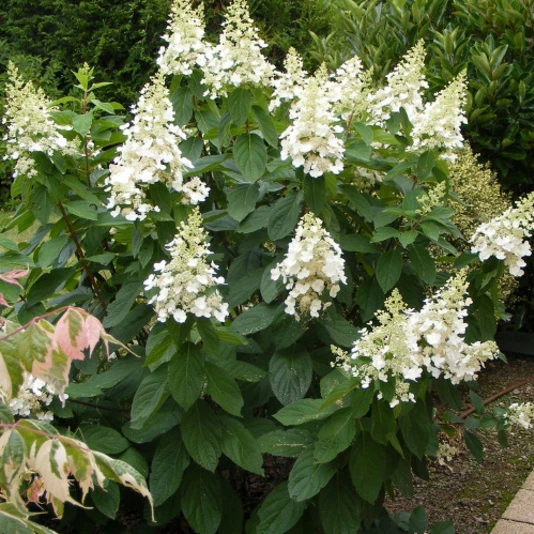 Гортензия метельчатая "Киушу" Hydrangea paniculata 'Kyushu'