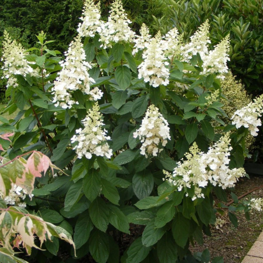Гортензия метельчатая "Киушу" Hydrangea paniculata 'Kyushu'