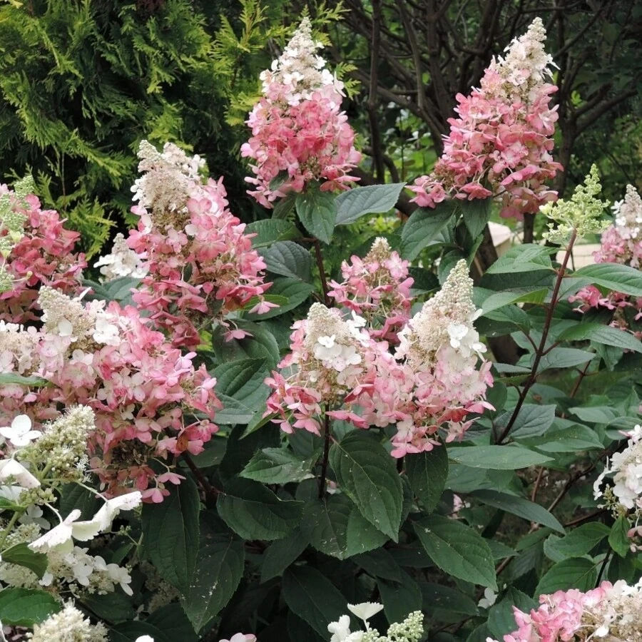 Гортензия метельчатая "ДВППинки" ("Пинки Винки") Hydrangea paniculata 'DVPPinky' ('Pinky Winky')
