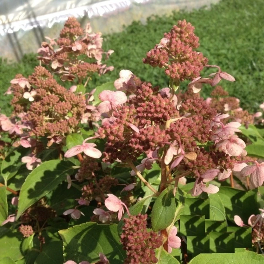 Гортензия метельчатая "Дарлидо" ("Дарт'с Литл Дот") Hydrangea paniculata 'Darlido' ('Dart's Little Dot')