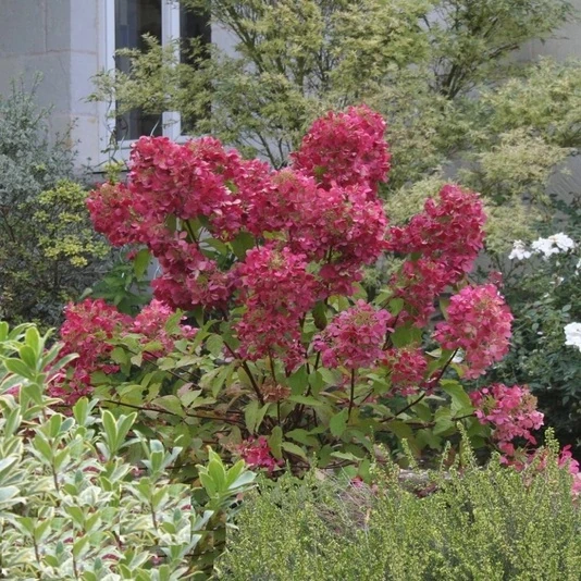 Гортензия метельчатая "Даймант Руж" Hуdrangea paniculata 'Diamant Rouge'