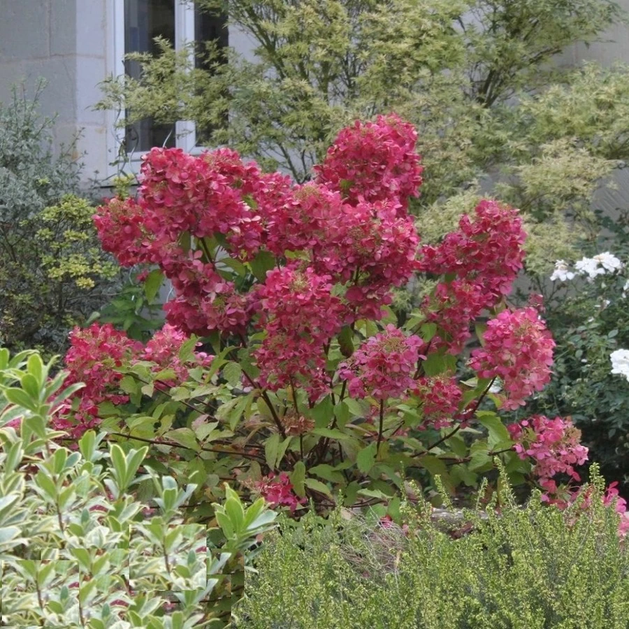 Гортензия метельчатая "Даймант Руж" Hуdrangea paniculata 'Diamant Rouge'