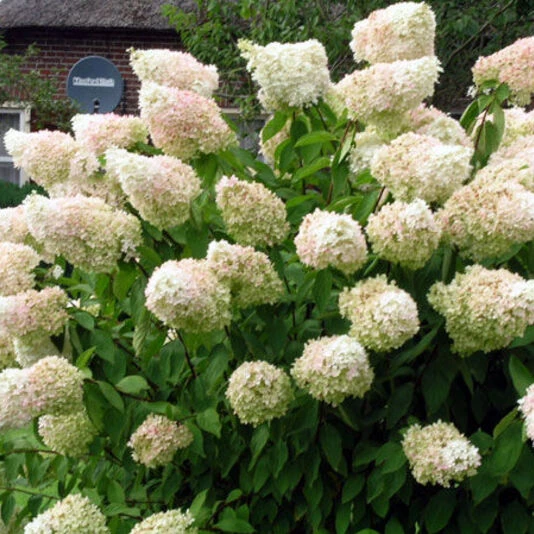 Гортензия метельчатая "Грандифлора" Hydrangea paniculata 'Grandiflora'