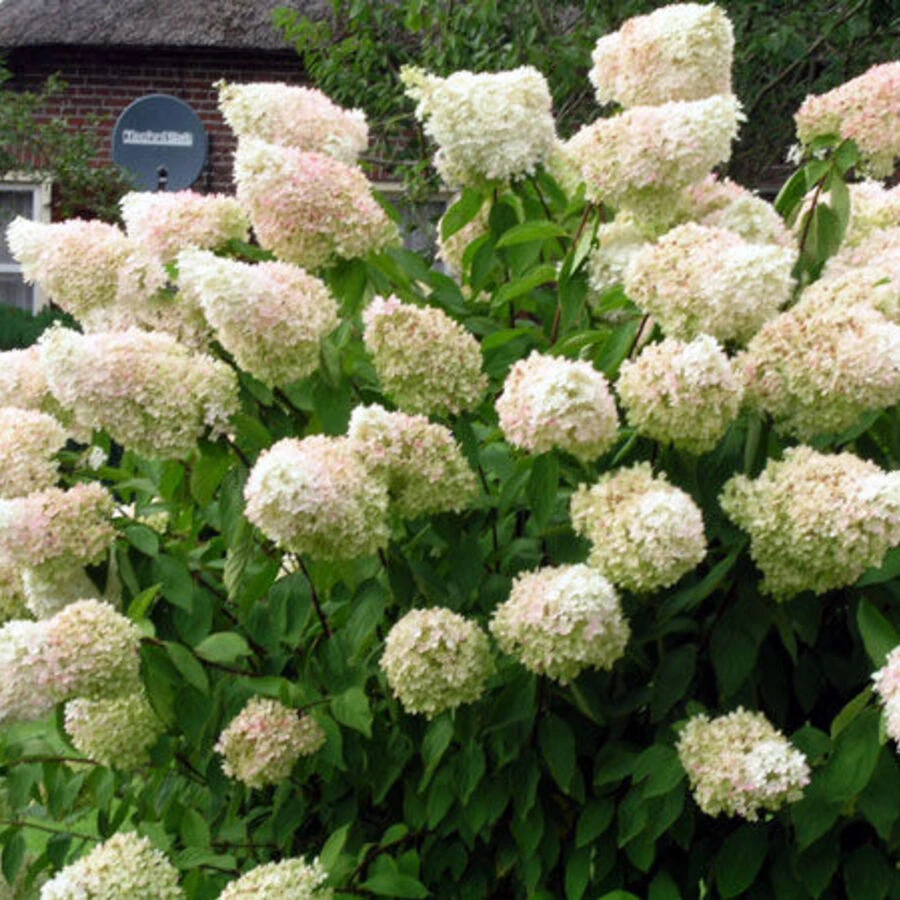 Гортензия метельчатая "Грандифлора" Hydrangea paniculata 'Grandiflora'