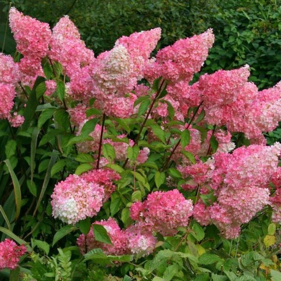 Гортензия метельчатая "Ванилла Фрейз" ("Ренни") Hydrangea paniculata 'Vanille Fraise' ('Renhy')