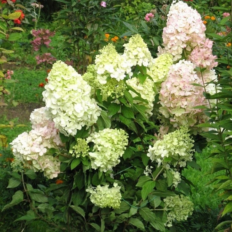 Гортензия метельчатая "Бомбшелл" Hydrangea paniculata 'Bombshell'