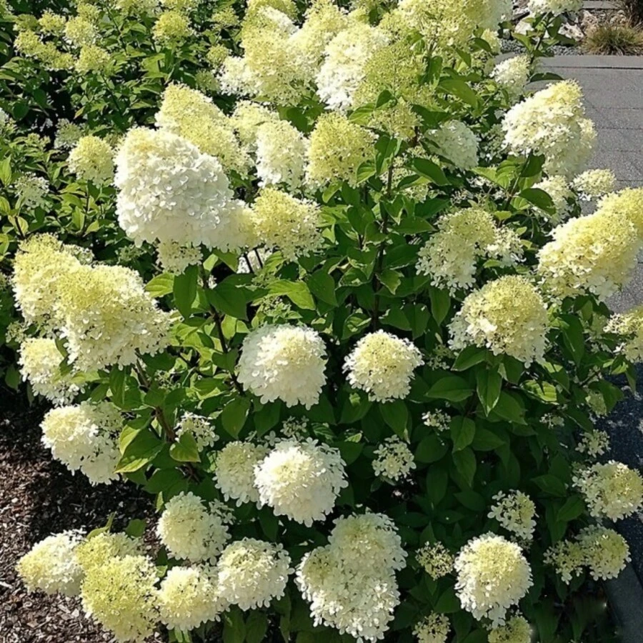 Гортензия метельчатая "БоБо" Hydrangea paniculata 'BoBo'