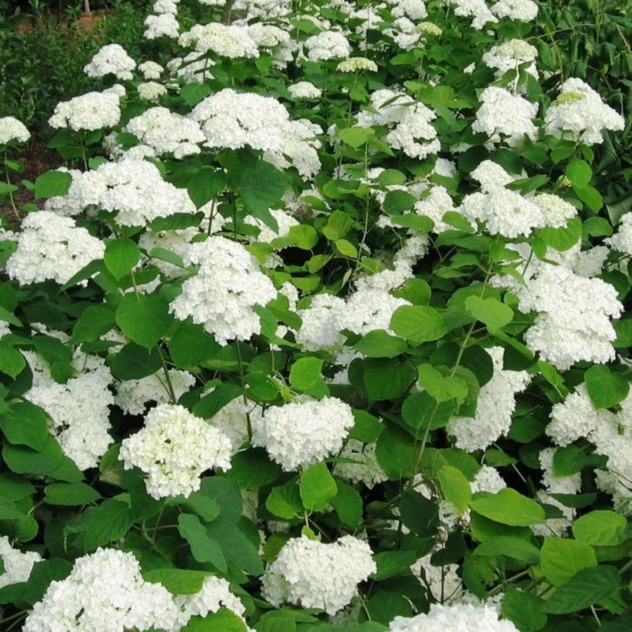 Гортензия древовидная "Уайт Дом" Hydrangea arborescens 'White Dome'