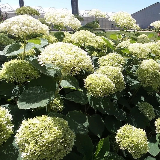 Гортензия древовидная "Лайм Рики" Hydrangea arborescens "Lime Rickey"