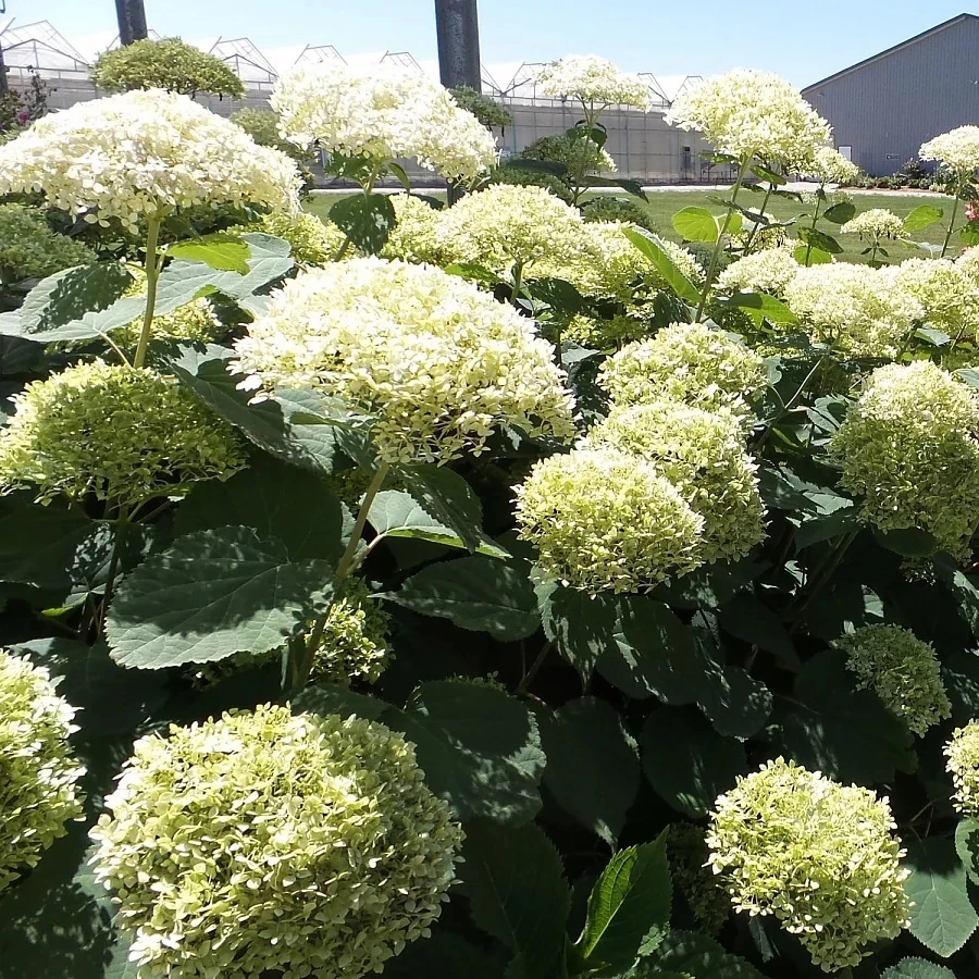 Гортензия древовидная "Лайм Рики" Hydrangea arborescens "Lime Rickey"