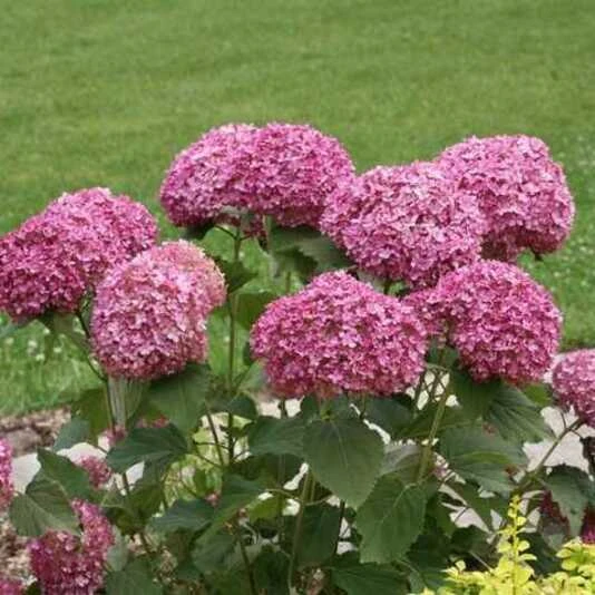 Гортензия древовидная "Белла Анна" Hydrangea arborescens "Bella Anna"
