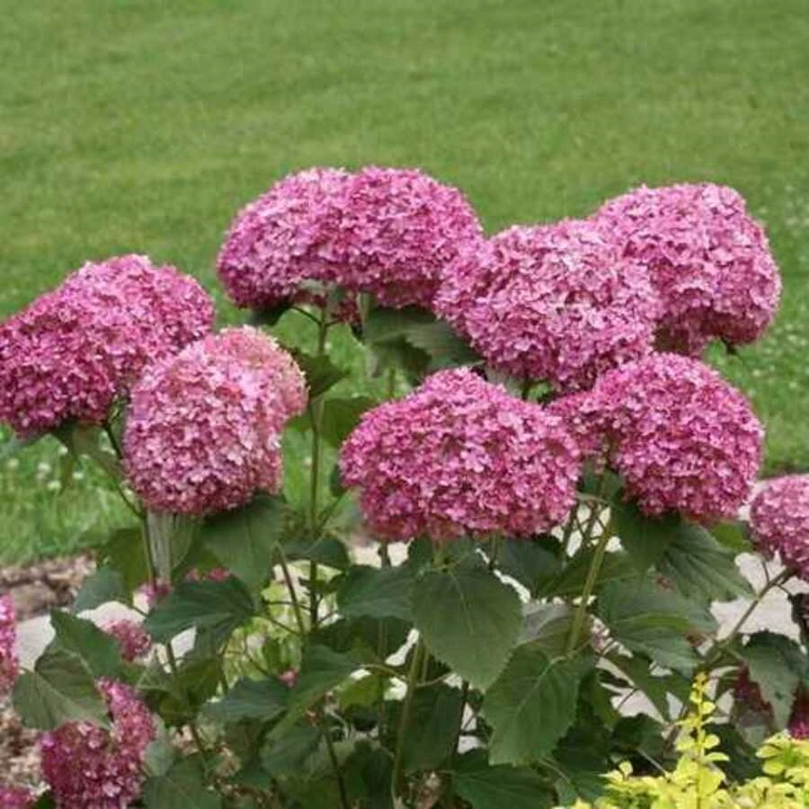 Гортензия древовидная "Белла Анна" Hydrangea arborescens "Bella Anna"