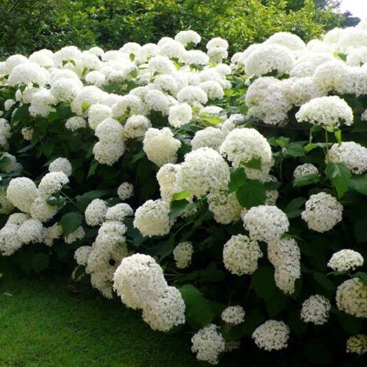 Гортензия древовидная "Аннабель" Hydrangea arborescens 'Annabelle'