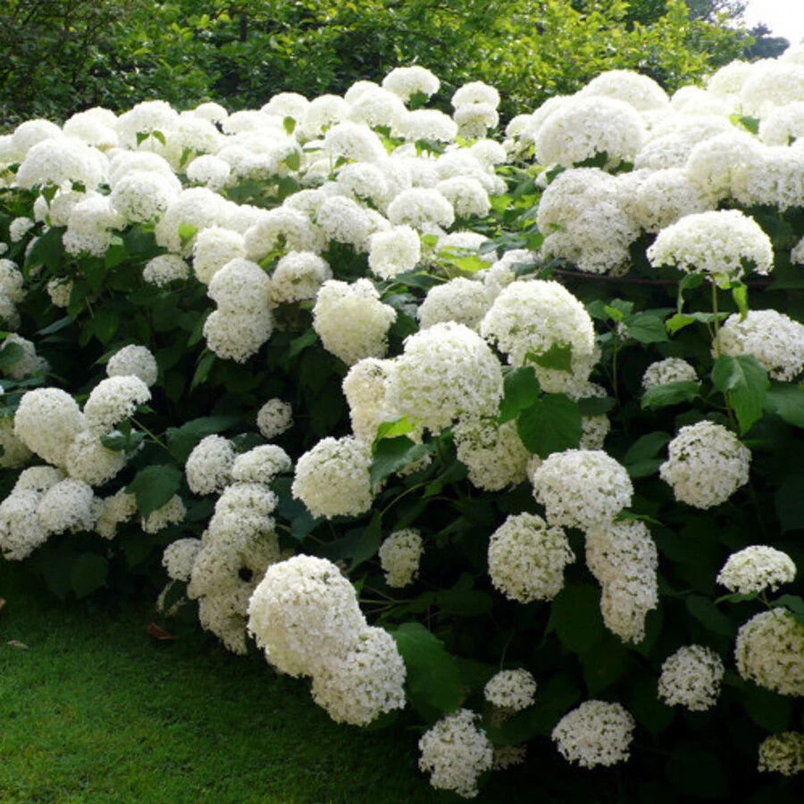 Гортензия древовидная "Аннабель" Hydrangea arborescens 'Annabelle'