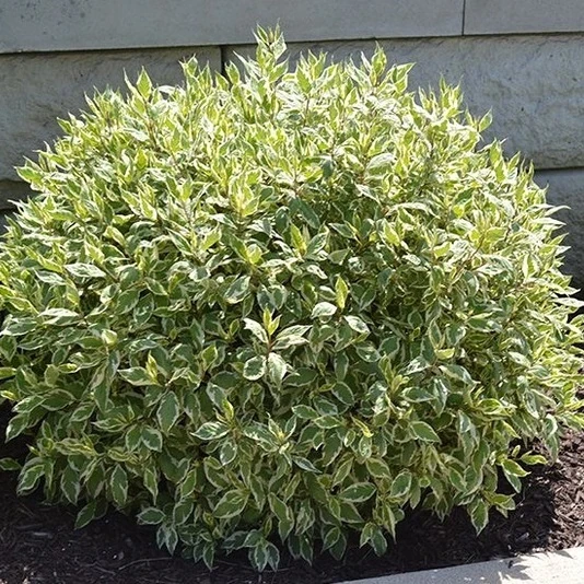 Дерен белый "Элегантиссима" Cornus alba 'Elegantissima'