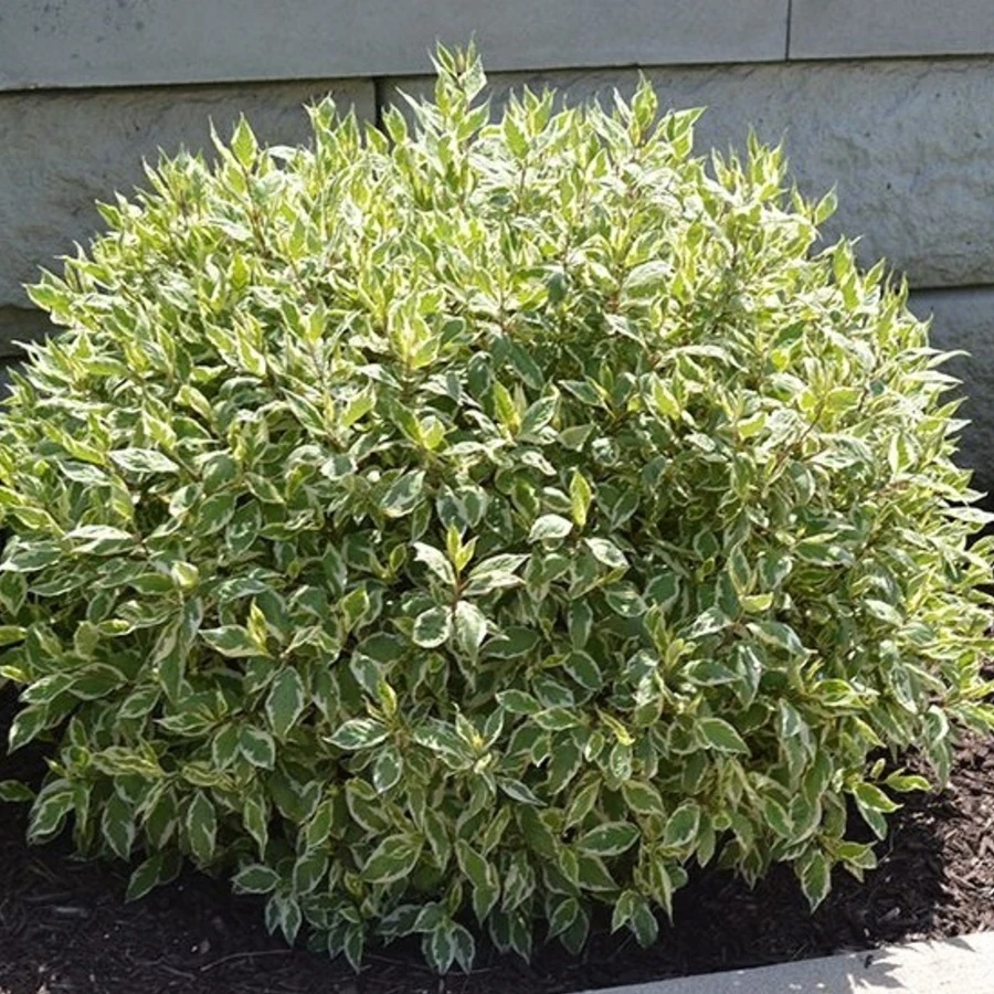 Дерен белый "Элегантиссима" Cornus alba 'Elegantissima'