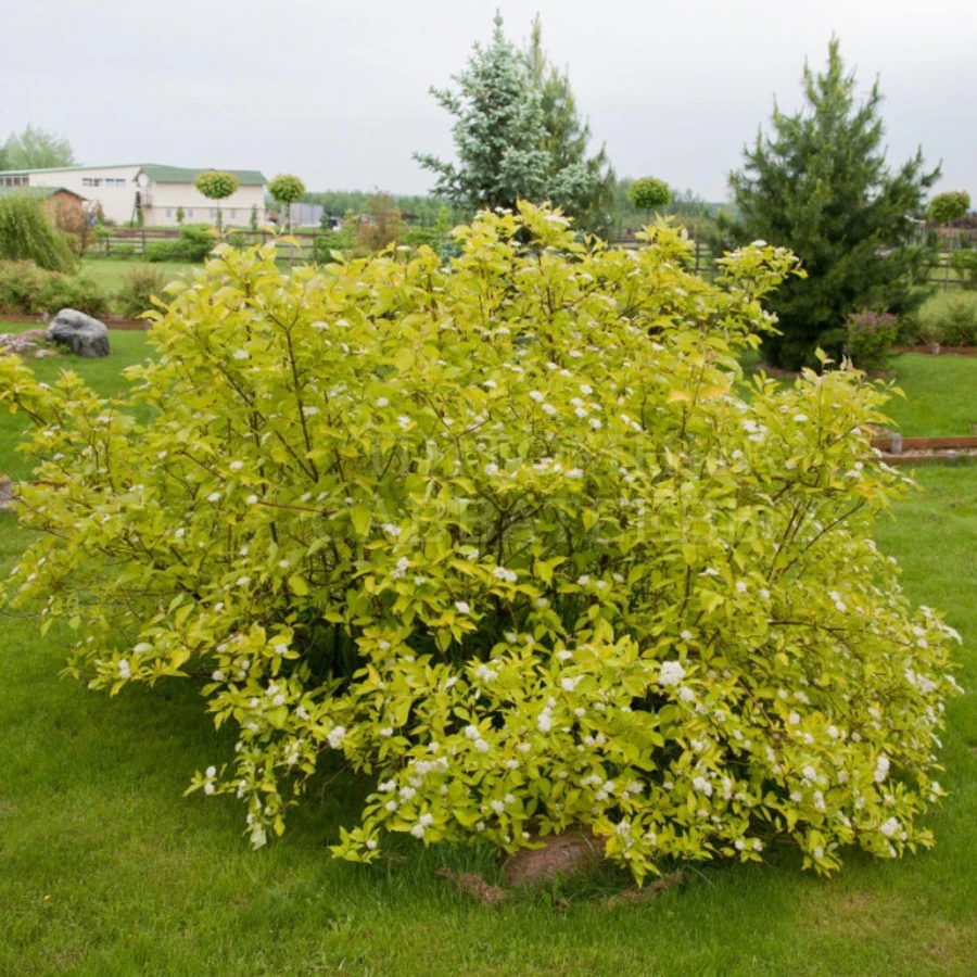 Дерен белый "Аурея" Cornus alba 'Aurea'