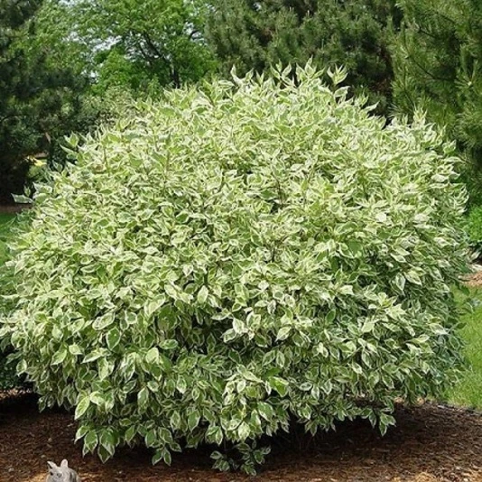 Дерен белый "Айвори Хало" Cornus alba 'Ivory Halo'