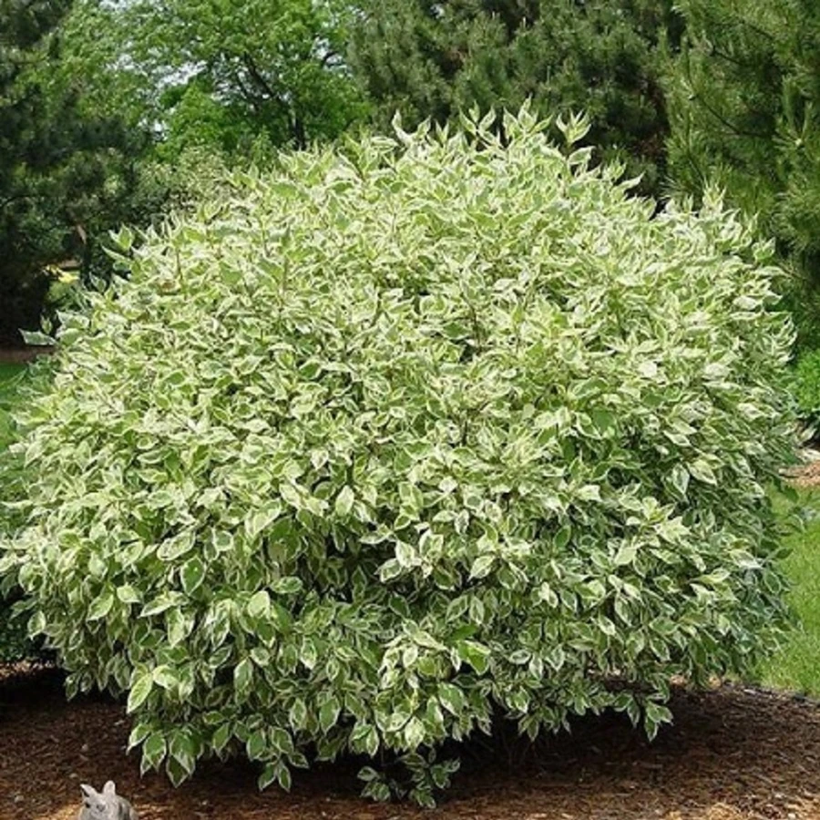 Дерен белый "Айвори Хало" Cornus alba 'Ivory Halo'