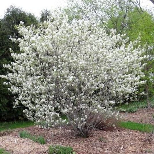 Ирга ольхолистная "Звёздная ночь" Amelanchier alnifolia sps.