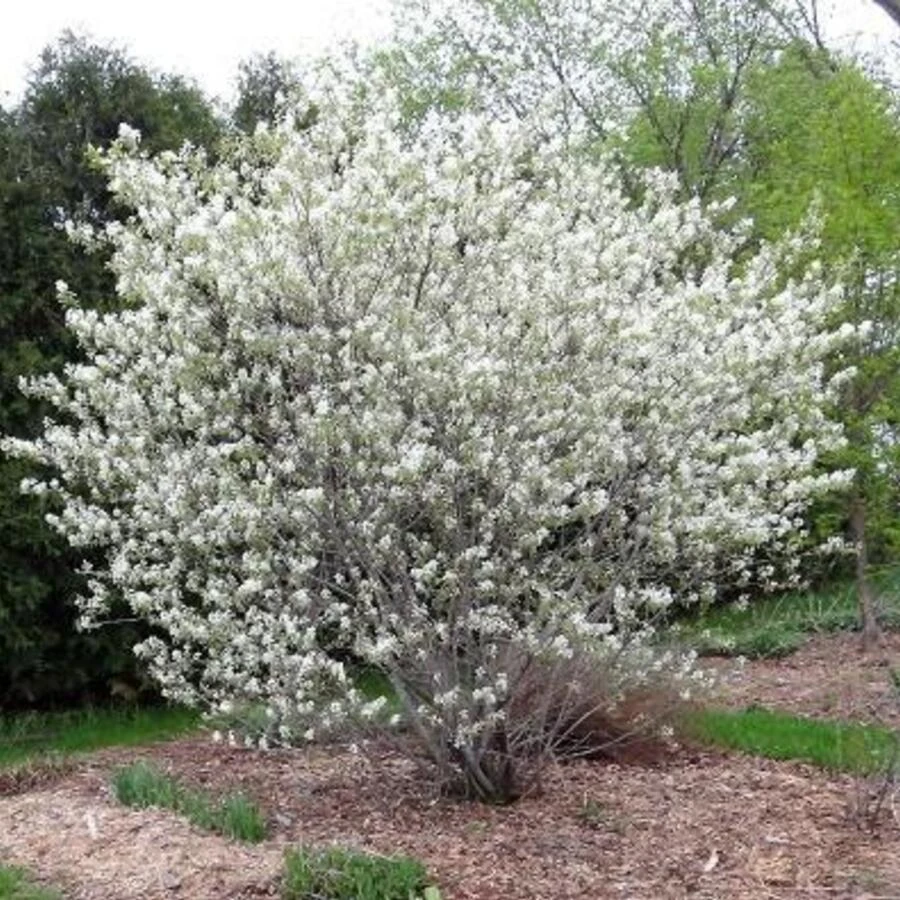 Ирга ольхолистная "Звёздная ночь" Amelanchier alnifolia sps.