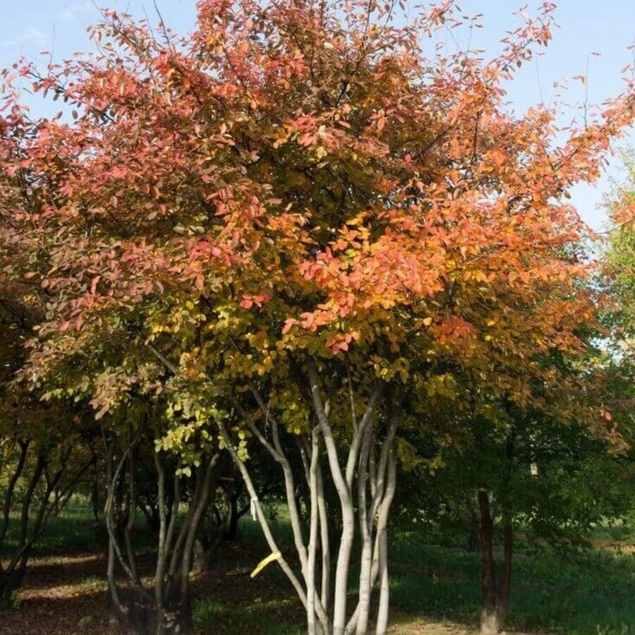 Ирга Ламарка (И. канадская.) Amelanchier lamarckii (A. canadensis HORT.)