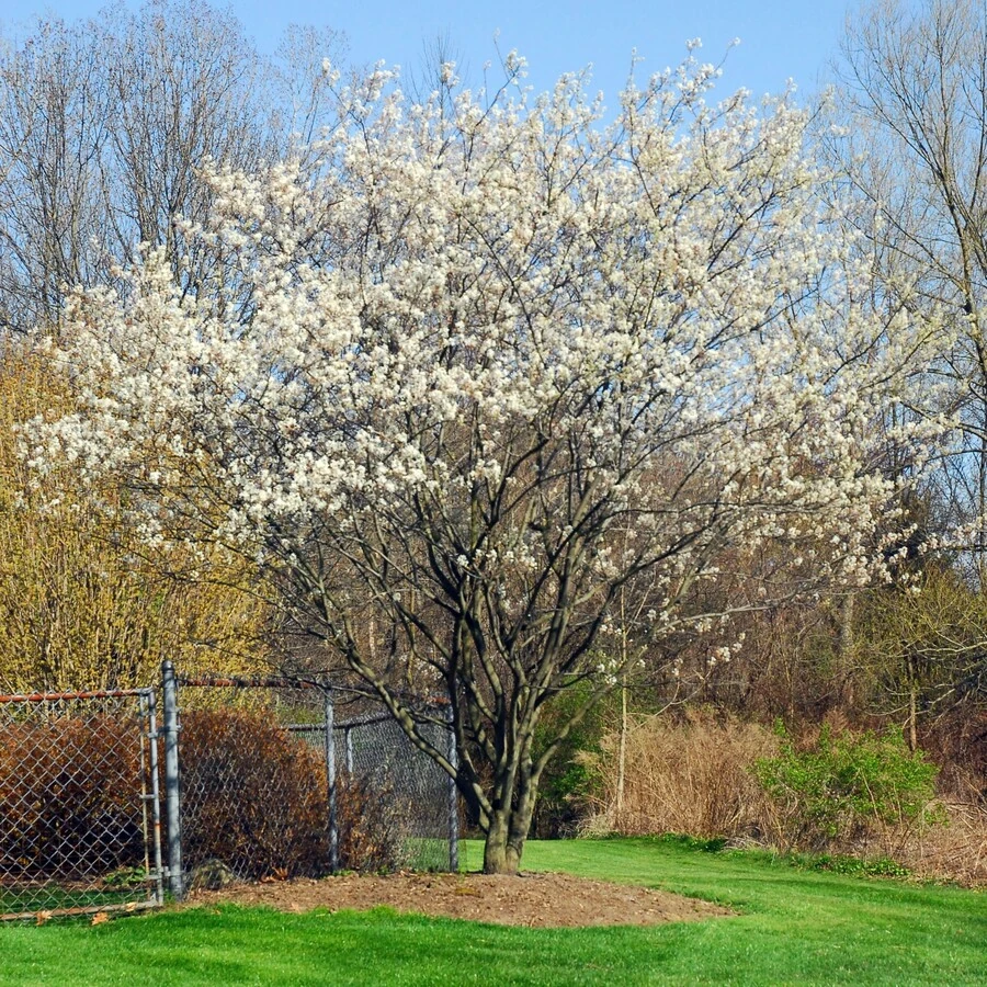Ирга Ламарка "Балерина" Amelanchier lamarckii 'Ballerina'