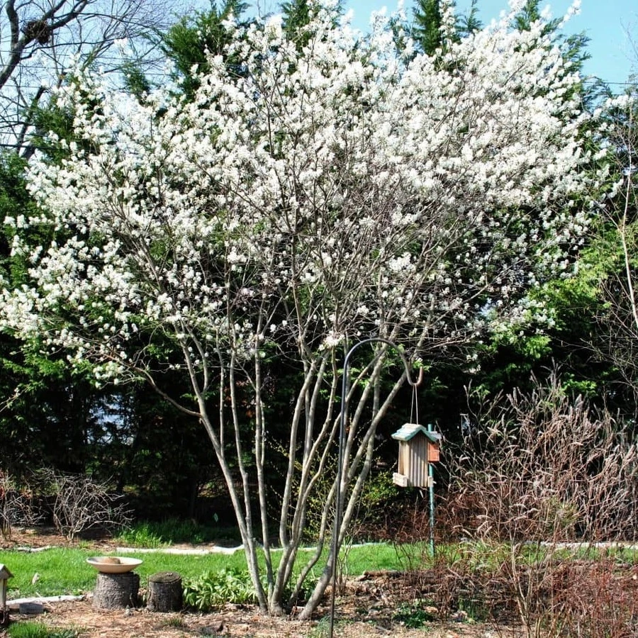 Ирга гибридная сладкоплодная Amelanchier hybridа (A. lamarckii x A. ovalis)