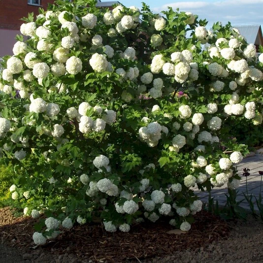 Калина обыкновенная "Розеум" Viburnum opulus 'Roseum'