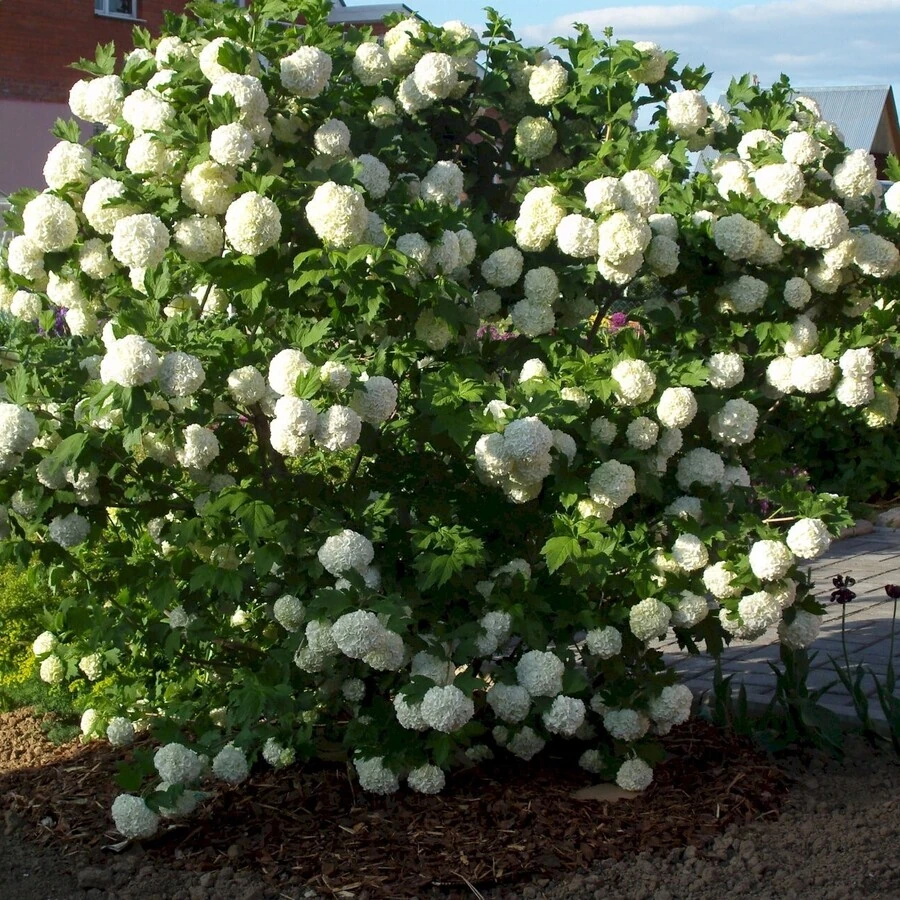 Калина обыкновенная "Розеум" Viburnum opulus 'Roseum'