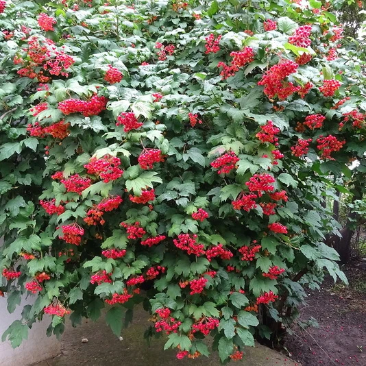 Калина обыкновенная "Ноткат'с вэраети" Viburnum opulus "Notcutt's Variety"