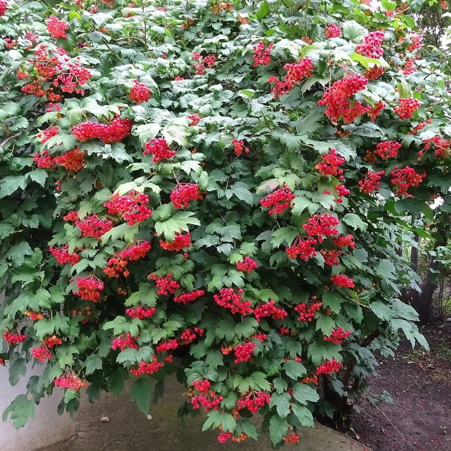 Калина обыкновенная "Ноткат'с вэраети" Viburnum opulus "Notcutt's Variety"