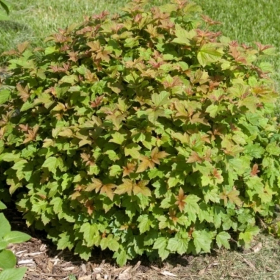 Калина обыкновенная "Нанум" Viburnum opulus 'Nanum'