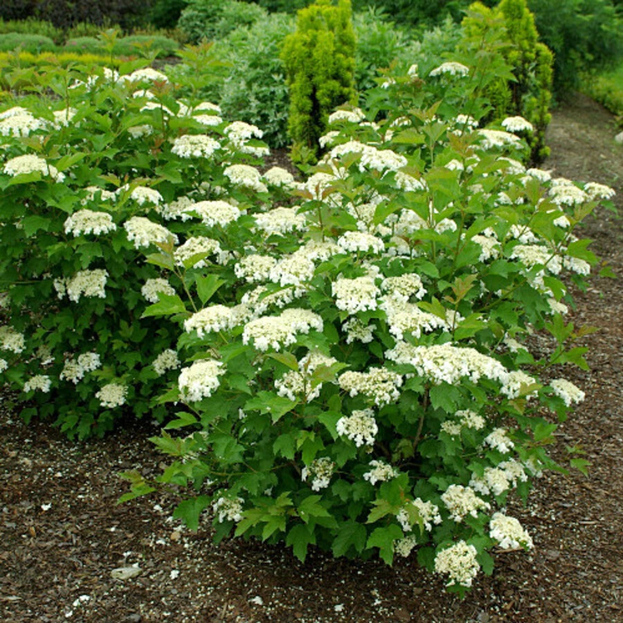 Калина обыкновенная "Компактум" Viburnum opulus 'Compactum'