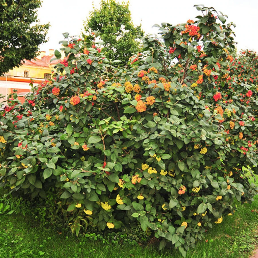 Калина гордовина Viburnum lantana