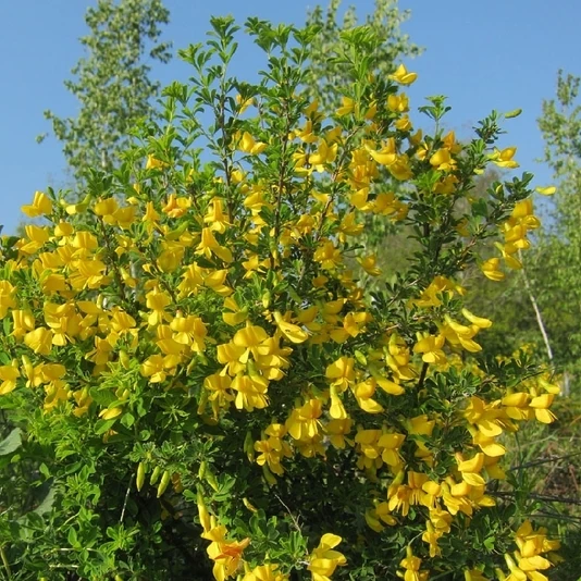 Карагана древовидная Caragana arborescens