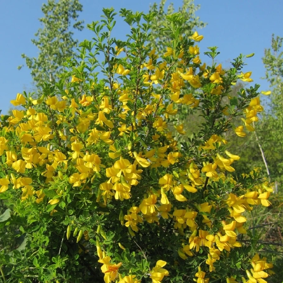 Карагана древовидная Caragana arborescens