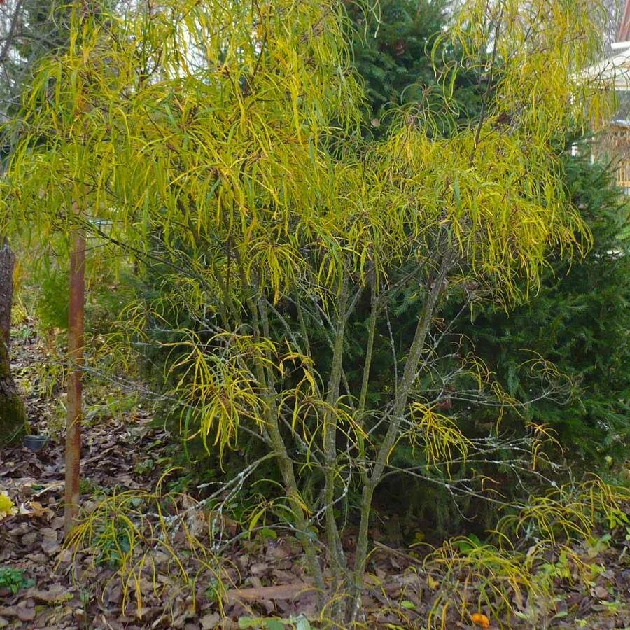 Крушина ольховидная "Аспленифолиа" Frangula alnus 'Aspleniifolia'
