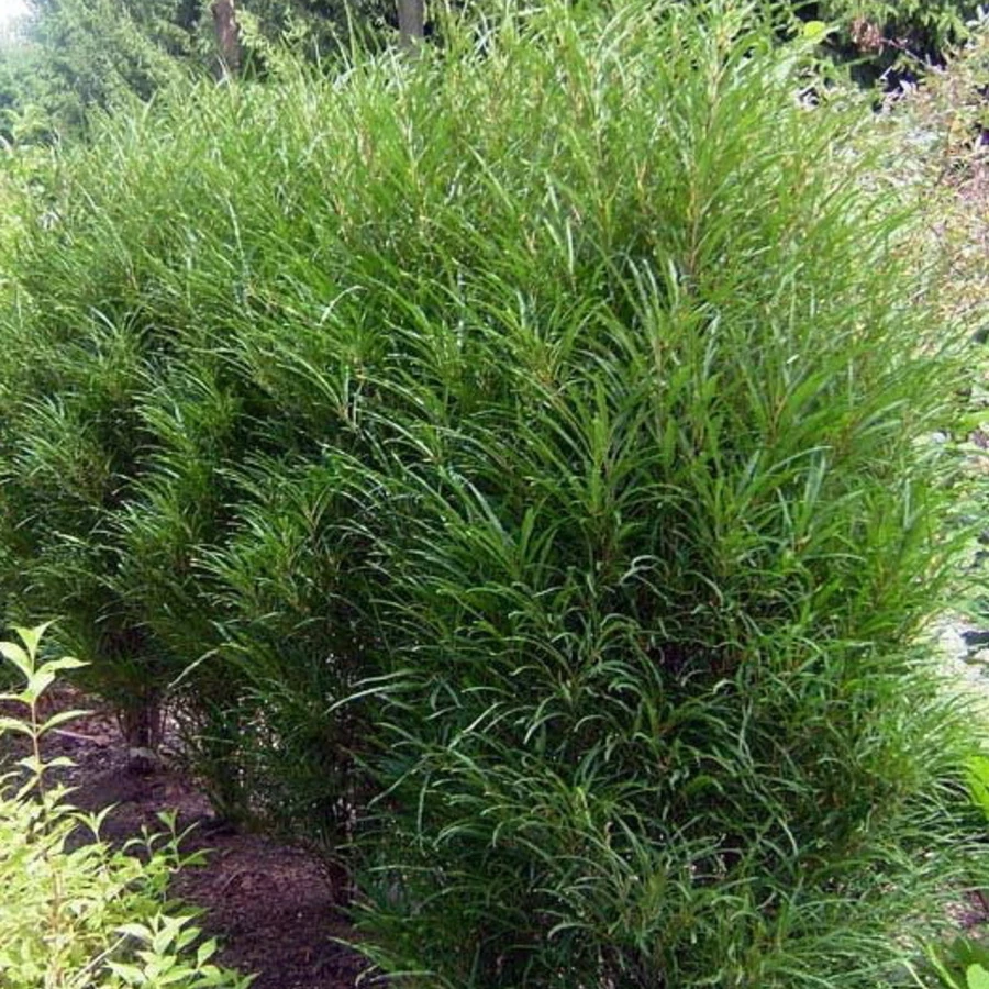 Крушина ломкая "Файн Лайн" Frangula alnus 'Fine Line'