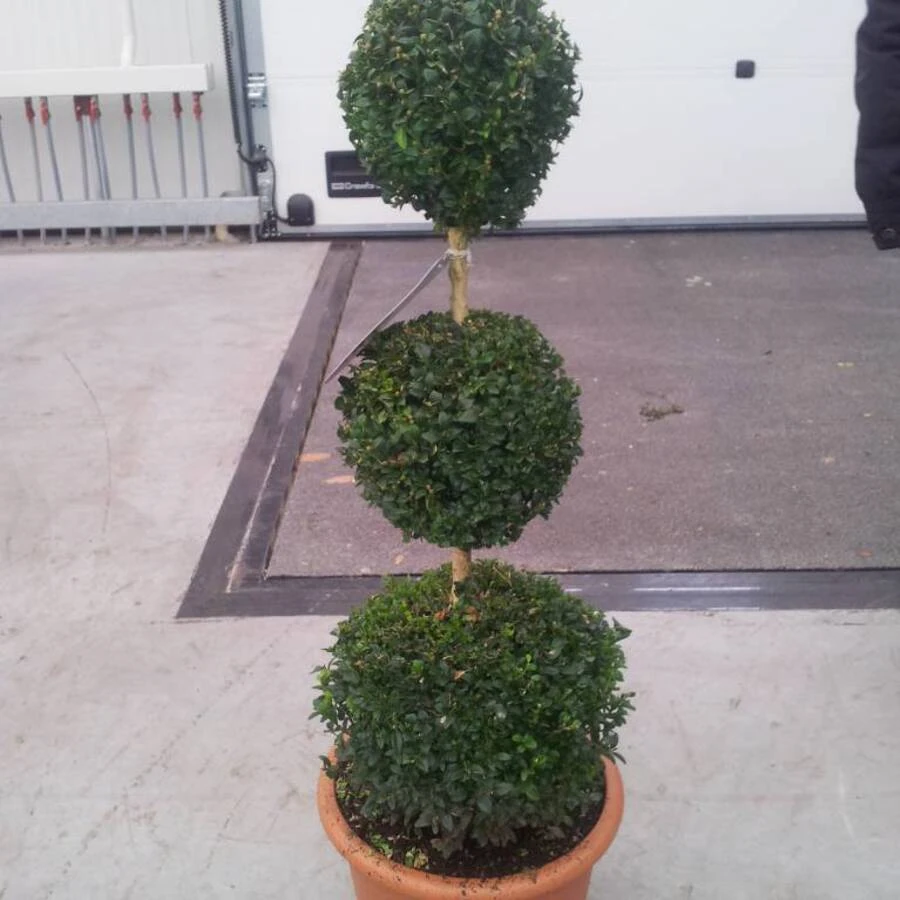 Самшит в форме трех шаров Buxus trioball