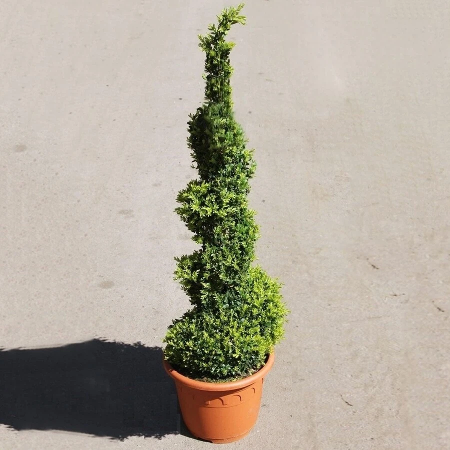 Самшит в форме спирали Buxus spiral