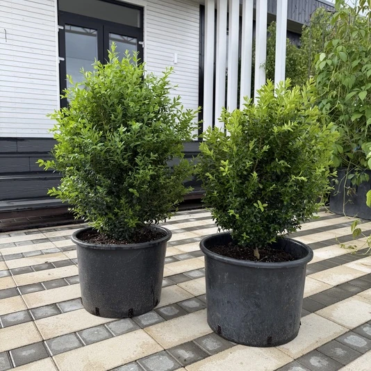 Самшит вечнозеленый  Buxus sempervirens