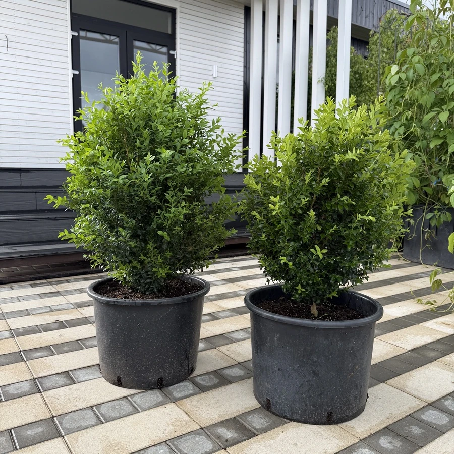 Самшит вечнозеленый  Buxus sempervirens