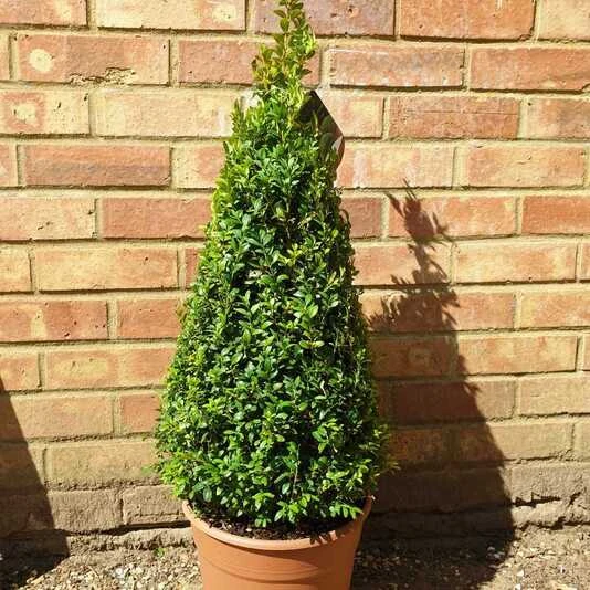 Самшит в форме пирамиды (конуса) Buxus sempervirens pyramiden