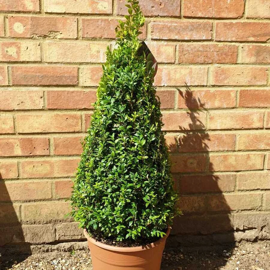 Самшит в форме пирамиды (конуса) Buxus sempervirens pyramiden