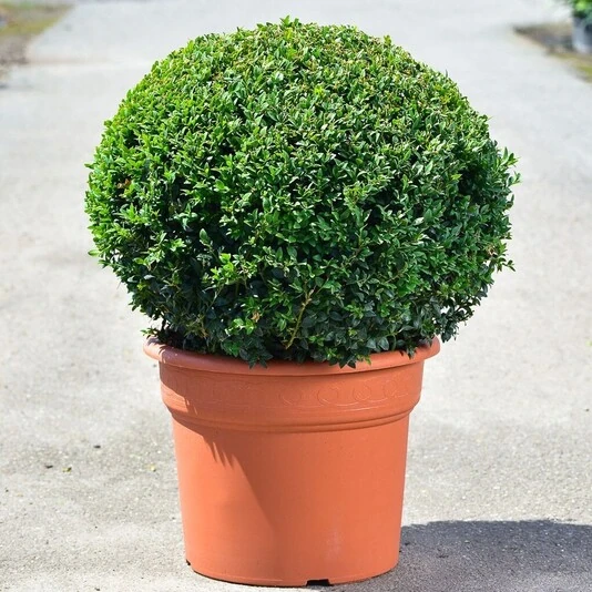 Самшит в форме шара Buxus sempervirens ball