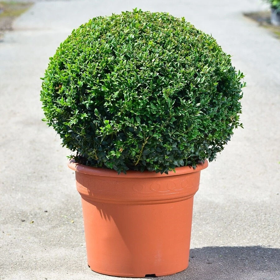Самшит в форме шара Buxus sempervirens ball