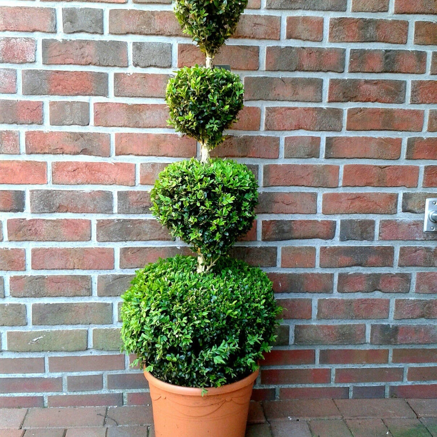 Самшит в форме четырех шаров Buxus quattroball