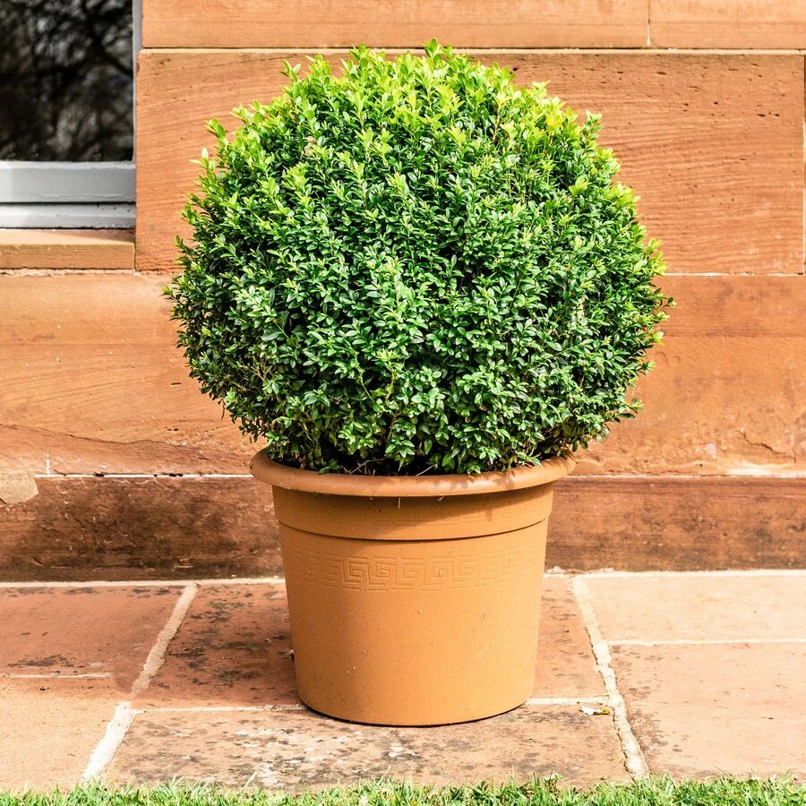 Самшит мелколистный "Херренхаузен" Buxus microphylla 'Herrenhausen' 